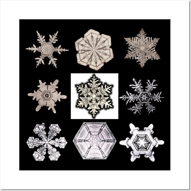 Wilson Bentley's Snowflakes Wall Art by RandomGoodness